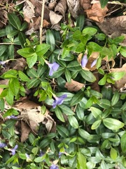 Vinca minor