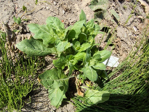 black henbane