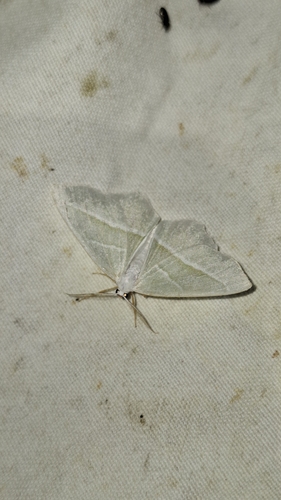 Light Emerald