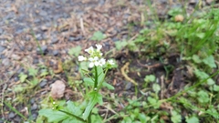 Cardamine angulata
