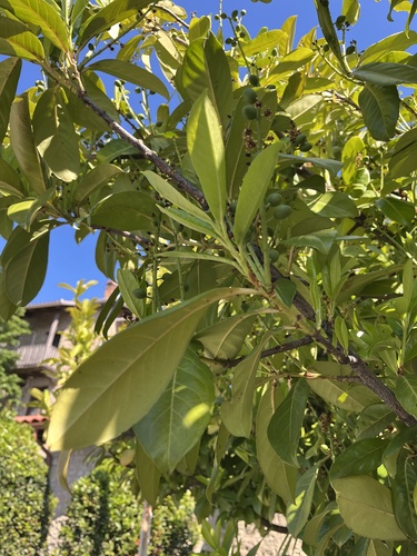 Cherry laurel