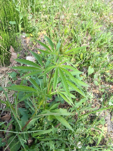 Cannabis