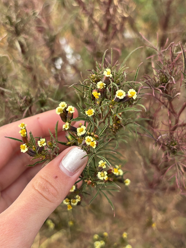 Tagetes imbricata