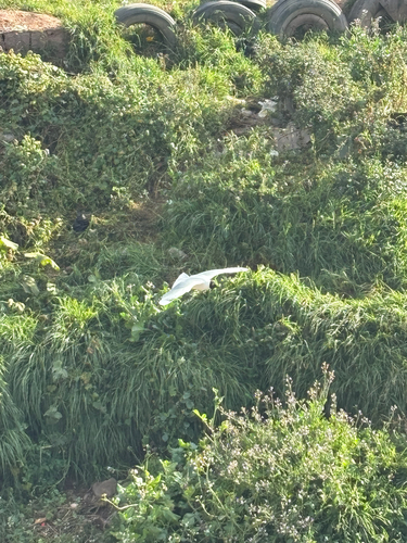 Andean Gull
