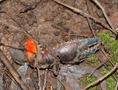 Euastacus woiwuru