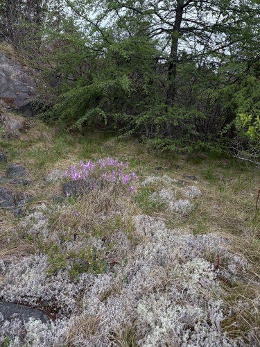 Rhodora