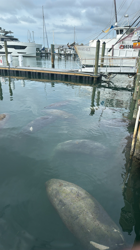 Florida Manatee observed by dabossconn