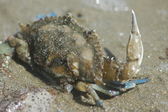 Callinectes pallidus