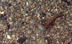 Heteropenaeus longimanus