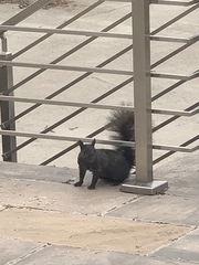 Sciurus carolinensis