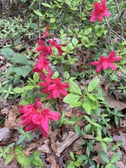 Rhododendron simsii
