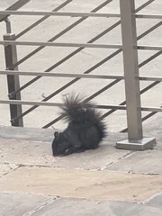 Sciurus carolinensis