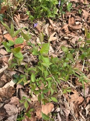 Lonicera maackii