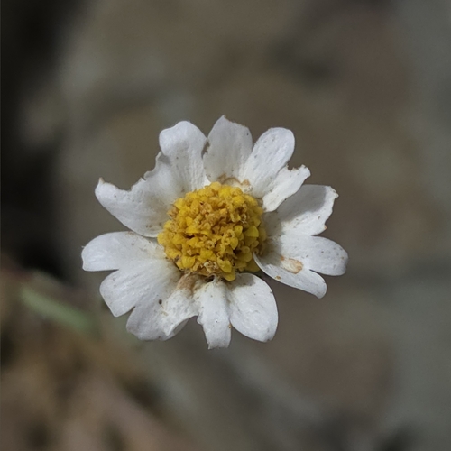 Layia glandulosa
