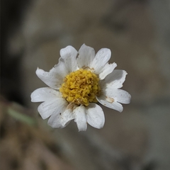 Layia glandulosa