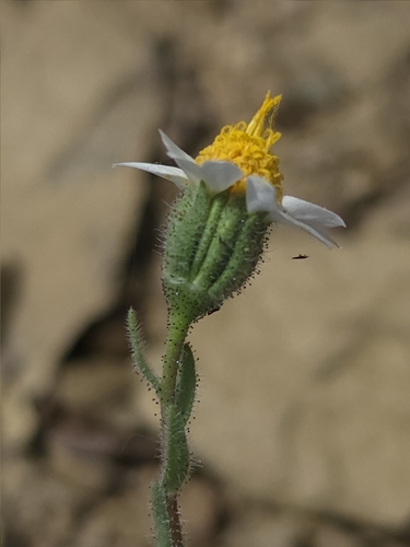 Layia glandulosa, photograph 1