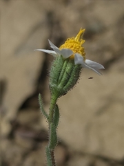 Layia glandulosa, photograph (c) Cristhian Mace, some rights reserved (CC BY)