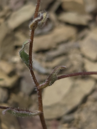Layia glandulosa, photograph 2