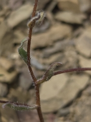 Layia glandulosa, photograph (c) Cristhian Mace, some rights reserved (CC BY)