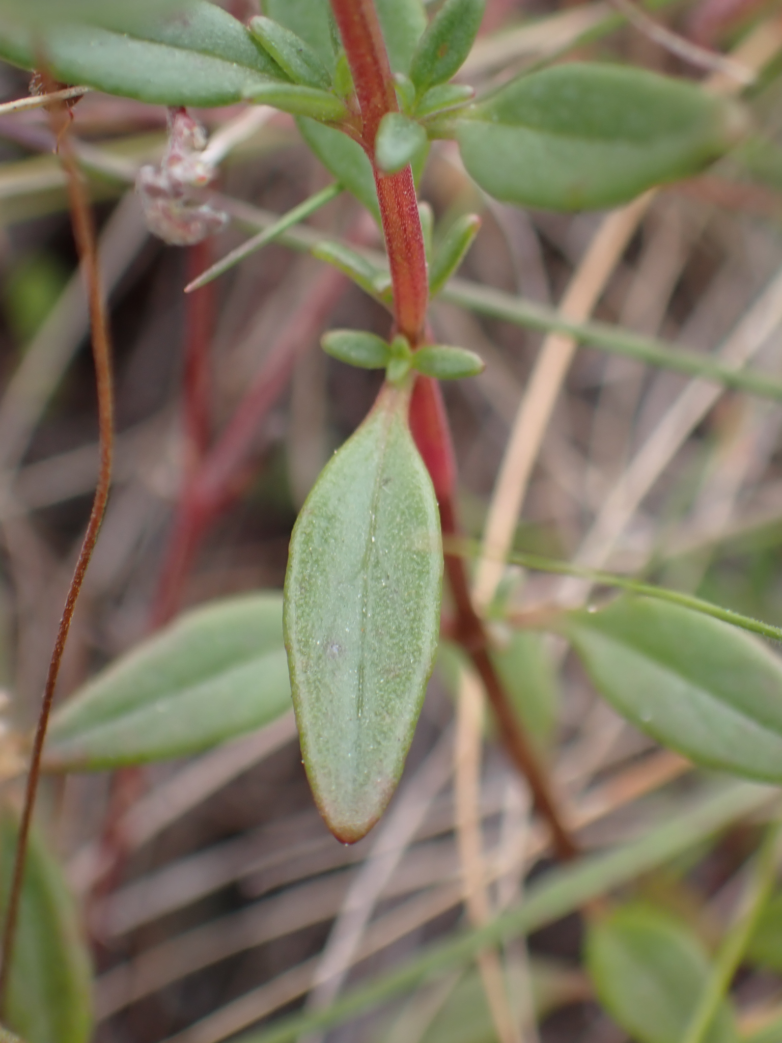 Monardella palmeri