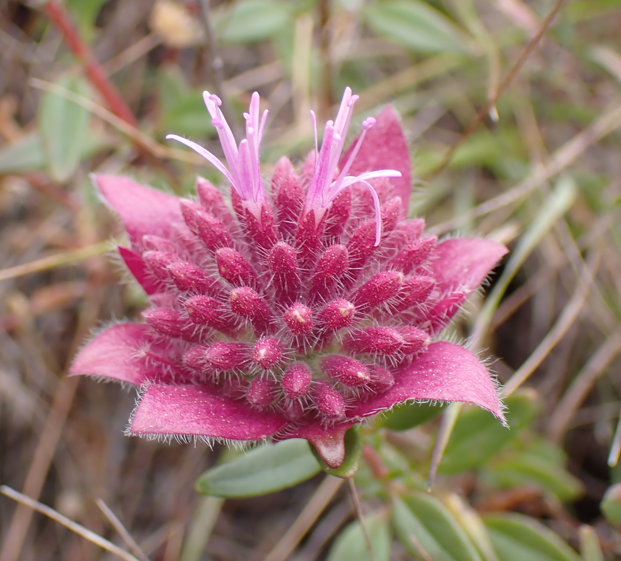 Monardella palmeri