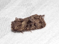 Neumichtis mesophaea