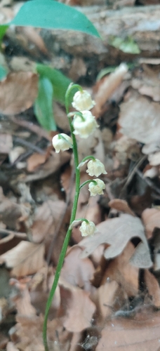European lily of the valley