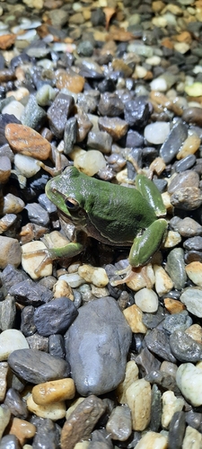 European Tree Frog