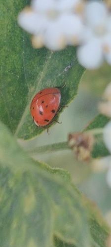 Asian Lady Beetle