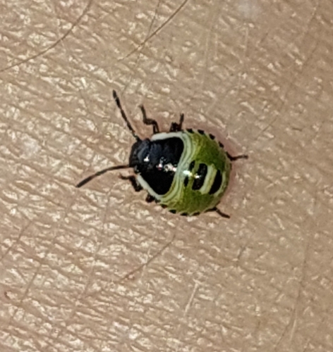 Green Shield Bug