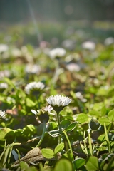 Bellis perennis