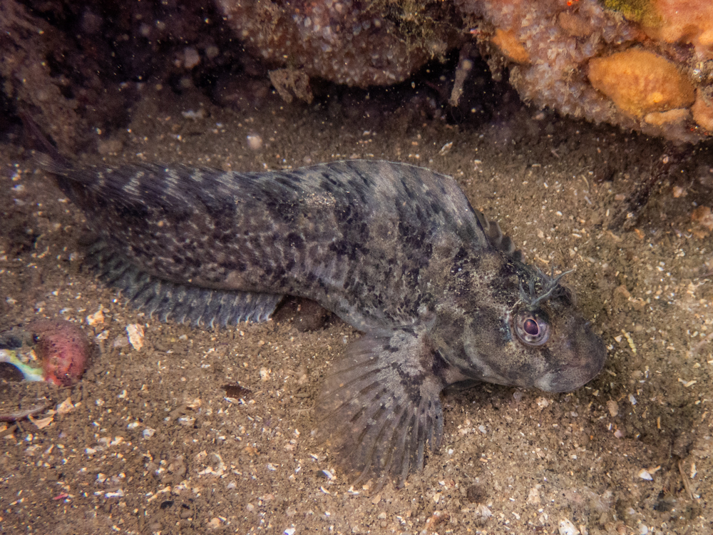 Rockpool Blenny