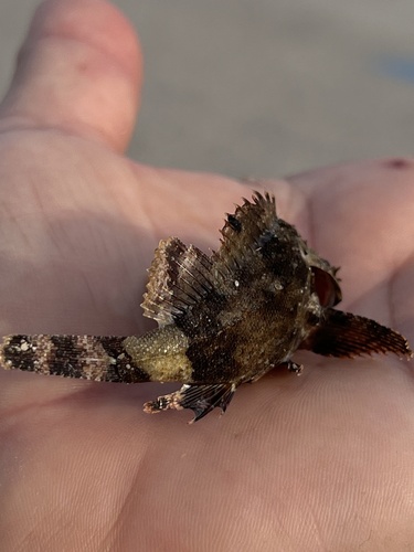 Black Scorpionfish