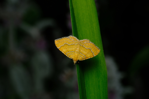 Yellow Shell Moth