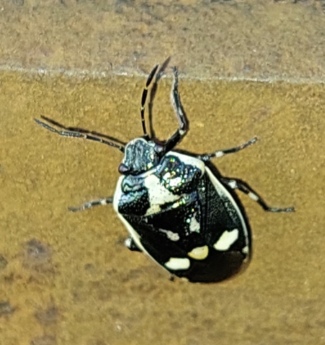 Cabbage Bug