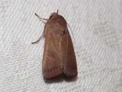 Proteuxoa porphyrescens