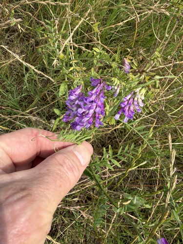 hairy vetch