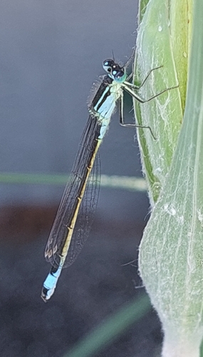 Blue-tailed Damselfly