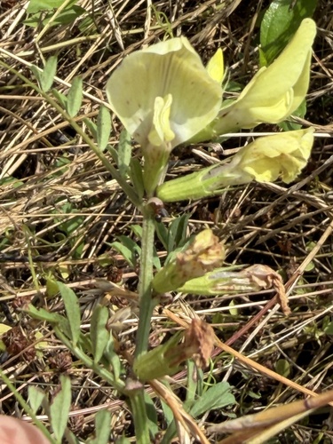 Large yellow vetch