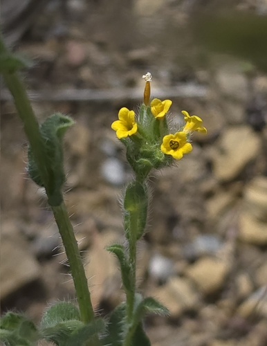 Amsinckia tessellata observed 2026-05-23