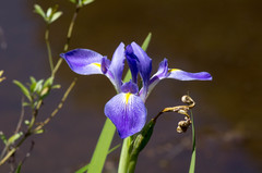 Iris giganticaerulea