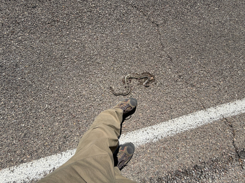 Eastern Black-tailed Rattlesnake