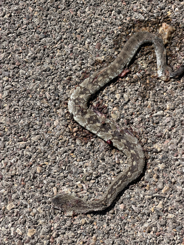 Eastern Black-tailed Rattlesnake