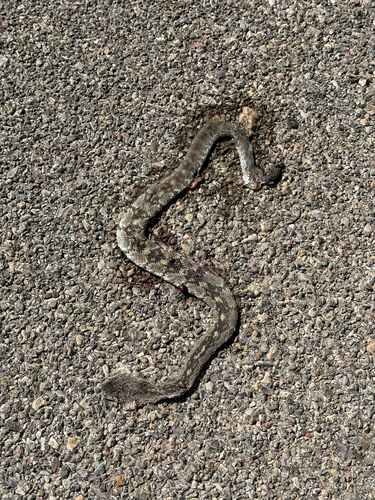 Eastern Black-tailed Rattlesnake
