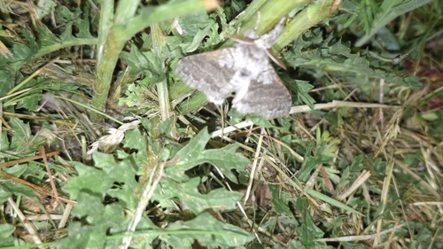 Pale Tussock Moth
