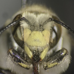 Anthidium collectum