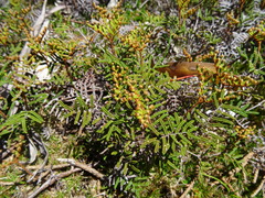 Gleichenia alpina