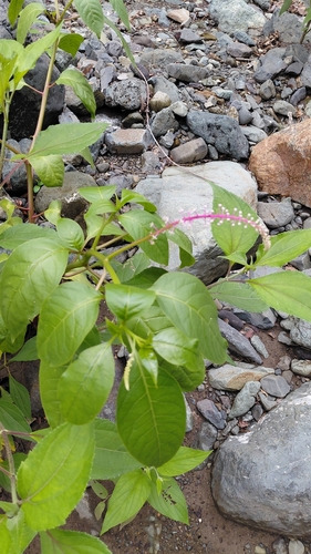 Phytolacca rivinoides, photograph 4