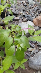 (c) keesgroenendijk, some rights reserved (CC BY) Phytolacca rivinoides, photograph (c) keesgroenendijk, some rights reserved (CC BY)