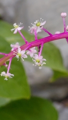 Phytolacca rivinoides, photograph (c) keesgroenendijk, some rights reserved (CC BY)